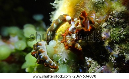 Thuridilla coerulea nudibranch sea slug