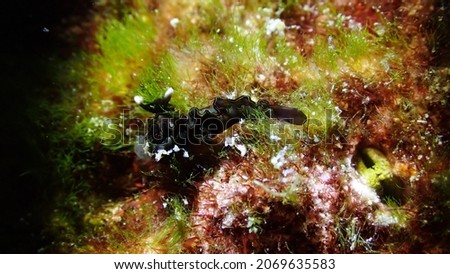 Thuridilla livida nudibranch sea slug