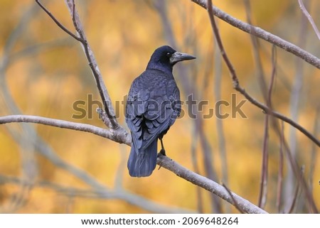 Rook is photographed very close-up on a beautifully blurred background of yellow and red autumn leaves Royalty-Free Stock Photo #2069648264