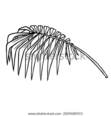 Tropical palm branch with dry fan leaf, outline floral hand drawn sketch on white background. Minimal line doodle style. Vector for foliage patterns, organic products package design, nature template.