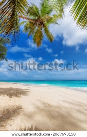 Tropical beach background. Palm trees on Sunny tropical beach in Caribbean island. 