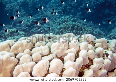Bicolor Pullers (Centruroides bicolor) in the Red Sea, Egypt