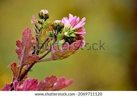 Background picture composed of a flower aster shot close-up.