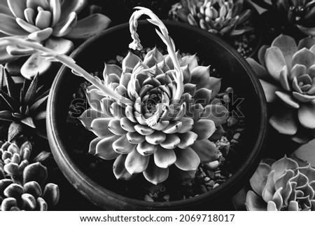Black and White succulents rosettes in pots, top view. Composition of gray varieties of echeveria and haworthia plants. Succulents background for post, screensaver, wallpaper, postcard, poster, banner