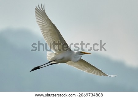 great egret is opening its wings, flying in the sky, the feathers are shining under the sun Royalty-Free Stock Photo #2069734808
