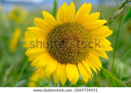 A sunflower is blooming in summer