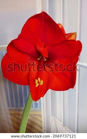 Red Amaryllis in close-up on a green tree. It is located in a pot next to the wall with a picture of a wooden terrace. They are a sign of spring. A sign of respect. Red flower. Blossom. Bloom. Gift. 