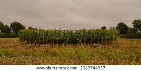 Corn field is chopped up during the corn harvest