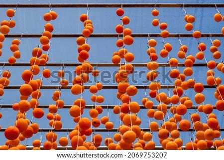 Diospyros kaki fruit or Persimmons are exposed to the sun and natural wind like the Japanese and Korean Hoshigaki method, Da Lat, Vietnam