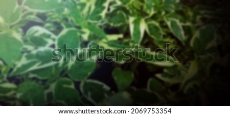 spotted green leaves and blurred sunlight used as a background