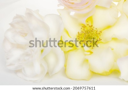 Close up of white and yellow rose 