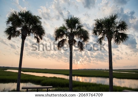 3 Palmetto trees with sunset backdrop in Charleston, SC. Tropical calming relaxation