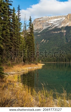Pine trees around Emerald lake in Yoho National Park British Columbia