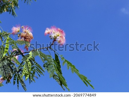 scenic and bright blooming pink sprig against the clear sky
