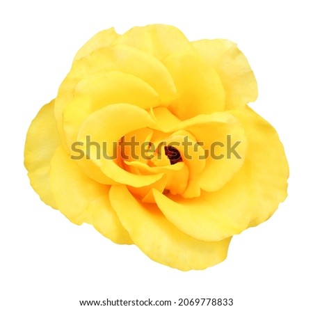 Beautiful yellow rose flower isolated on white background. Natural floral background. Floral design element
