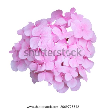 Beautiful pink hydrangea flower isolated on white background. Natural floral background. Floral design element Royalty-Free Stock Photo #2069778842