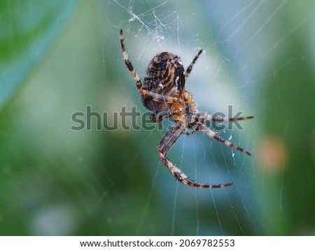 Garden spider hanging in it's web.