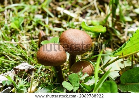 Wild mushroom in the grass