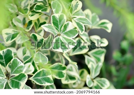 Mistletoe Fig, Mistletoe Rubber Plant or Ficus deltoidea or Variegated