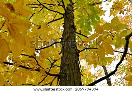fall foliage closeup shagbark hickory tree looking up tree yellow leaf foliage fall colors autumn season  Royalty-Free Stock Photo #2069794394