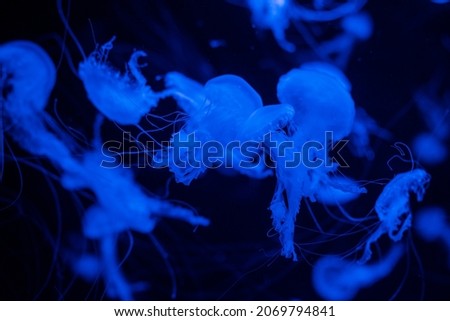 jellyfish Japanese Sea Nettle in the sea beautiful poisonous swims