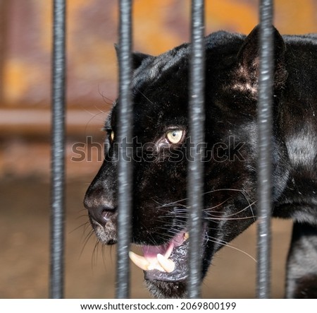Portrait of a black panther at the zoo behind bars.