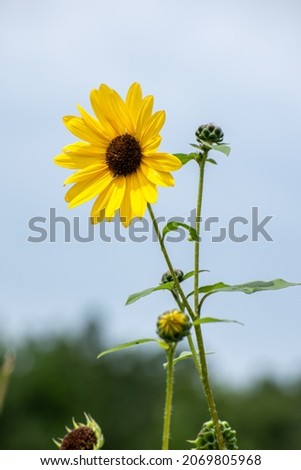 Close-up picture of a yellow flower and the clear sky