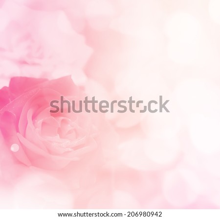 sweet color roses in soft style for background