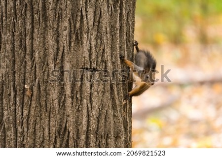A Cute Brown Squirrel Preparing to Jump from the Tree and Run Away from Its Visitors