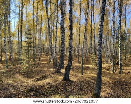 Birch forest in the autumn season on a sunny day