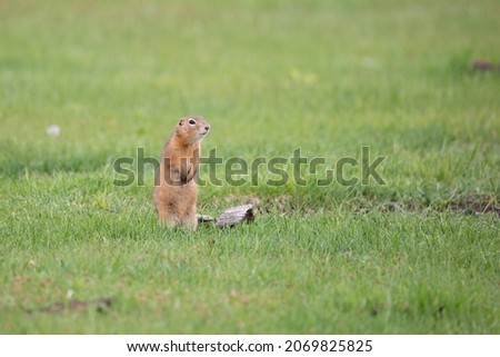 Gopher sits in the green grass
