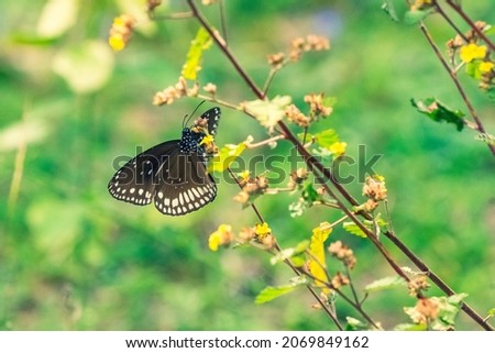 beautiful photo of black brown butterfly dragon fly bright green background yellow flower dense forest india tourism tamilnadu flora spring blossom 