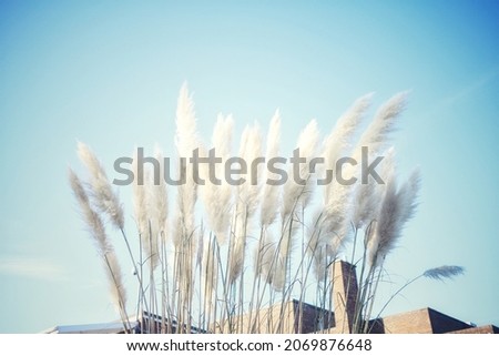 Pompous grass on blue background with vignette  Royalty-Free Stock Photo #2069876648