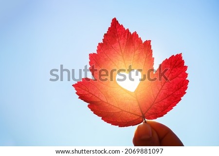 Autumn. A red leaf of wild grapes in a hand. A creative autumn concept with sunlight shining through a heart carved from a natural leaf. The background of the blue autumn sky.