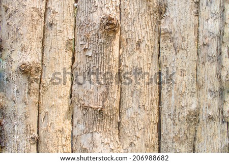 The bark of the tree.