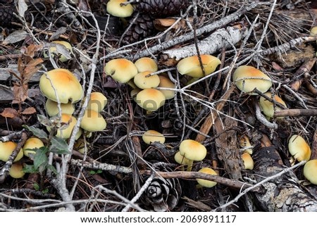 hypholoma fasciculare or sulphur tuft, poisonous wild mushroom Royalty-Free Stock Photo #2069891117