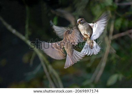 Two flying passerine birds, female Eurasian tree sparrows (Passer montanus), are fighting with each other, wildlife animal behavior, dark green background, copy space, selected focus and motion blur
