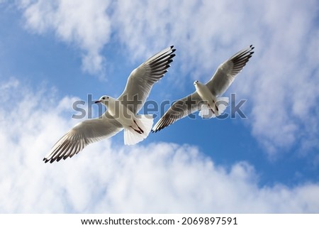 Two seagulls soaring in the blue sky. Seagulls fly high in the cloudless sky. Birds of prey fly in the clear blue sky. Birds fly in search of insects or fish. Seabird in flight. Sochi Royalty-Free Stock Photo #2069897591