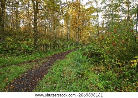 beautiful forest trail in the morning time