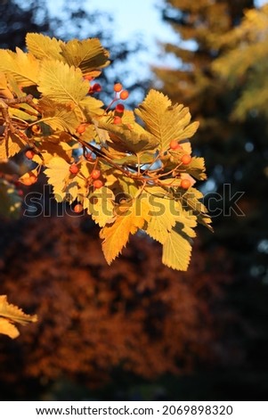 Branches with autumn red berries and yellow leaves close-up against the background of different trees in a park or forest. Berries and leaves in the rays of the setting sun. Autumn mood.Evening,sunset