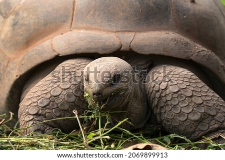Aldabra giant tortoise eating grass. Detail of huge tortoise. Animals in Mauritius.