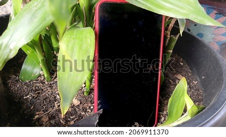 smartphone photo in a plant pot