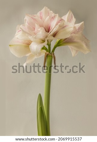 Blooming bicolour white and red Hippeastrum (amaryllis)  Double Galaxy Grp "Aquaro" or "Aquarelle" on a grey background.