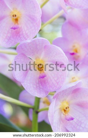 Vandas are fascinating orchids that may be grown with relative ease. Vandas are monopodial. 