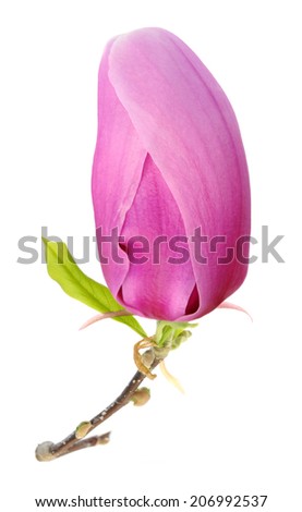  pink magnolia flower isolated on white background 