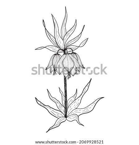 Fritillaria imperialis – crown imperial, imperial fritillary, Kaiser's crown. Black on white background flower in engraving vintage style. Botanical hand drawn illustration