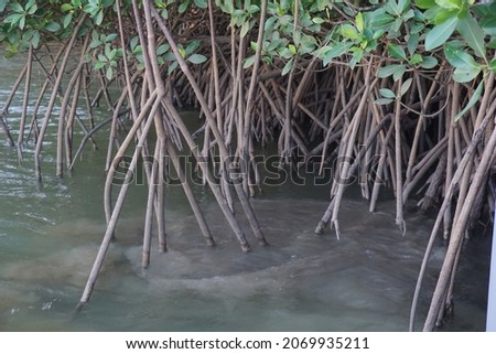 Close up of the mangroves on the muddy river.