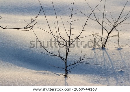 Young trees in winter sticking out of snow in a wild field