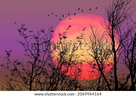 Sunset and silhouette birds flying over dry trees in the night orange purple pink sky