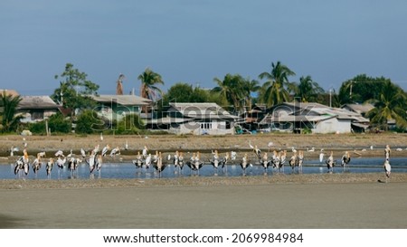 A Family Group of Avian Birds Including Painted Storks and Egrets Standing and Walking in Shallow Waters in the Salt Lakes of Phetchaburi's Bird Conversation Area, Thailand.